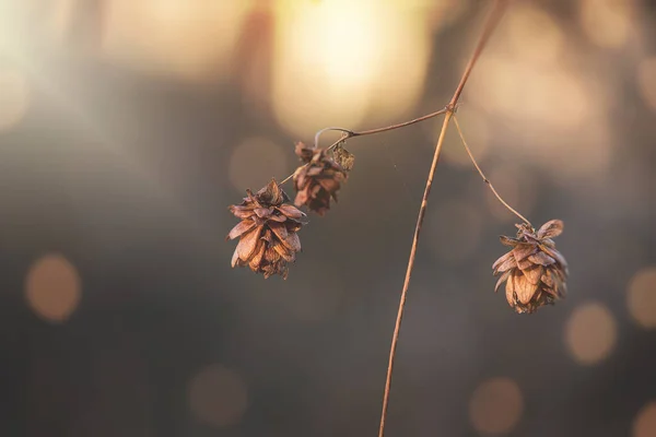 近くの庭の暖かい12月の光の中で美しい茶色の枯れた花 — ストック写真