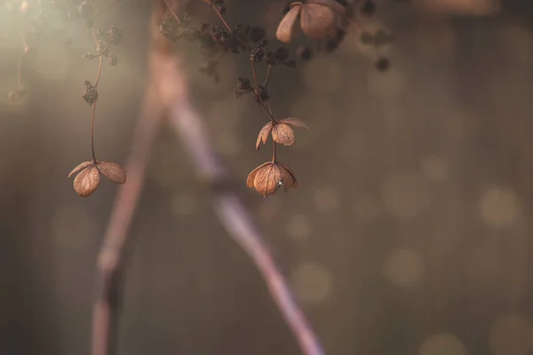 近くの庭の暖かい12月の光の中で美しい茶色の枯れた花 — ストック写真