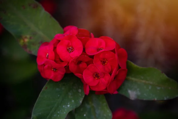 Güzel Kırmızı Çiçek Yeşil Yaprakların Arasında Bir Yaz Bahçesinde Büyüyor — Stok fotoğraf