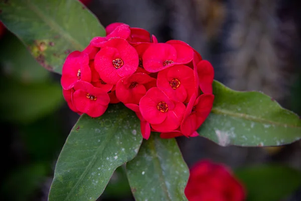 Piękny Czerwony Kwiat Rośnie Letnim Ogrodzie Wśród Zielonych Liści — Zdjęcie stockowe