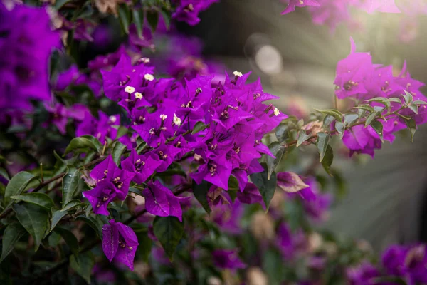 Belle Fleur Bougainvilliers Pourpre Parmi Les Feuilles Vertes Dans Jardin — Photo