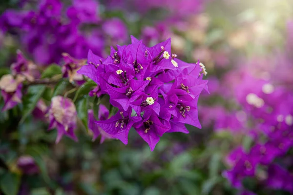 Piękny Purpurowy Kwiat Bougainvillea Wśród Zielonych Liści Ogrodzie Letnim — Zdjęcie stockowe