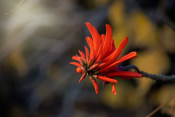 Ένα Όμορφο Πορτοκαλί Λουλούδι Που Φυτρώνει Έναν Ηλιόλουστο Κήπο Μια — Φωτογραφία Αρχείου