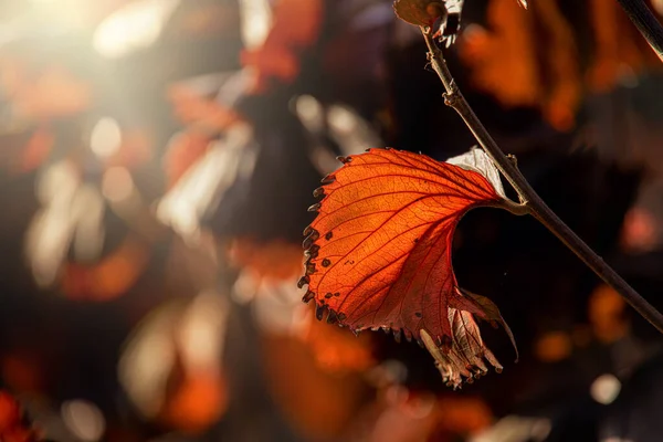 Beautiful Original Bush Purple Leaves Warm Rays Summer Sun — Stock Photo, Image