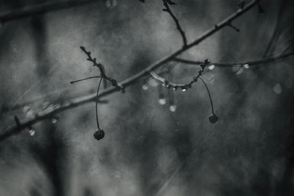 一月的特写中 美丽的雨滴落在一棵无叶的树上 — 图库照片