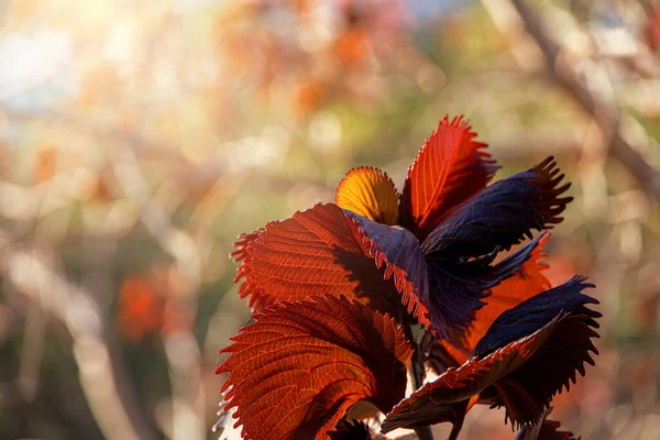 Beautiful Original Bush Purple Leaves Warm Rays Summer Sun — Stock Photo, Image