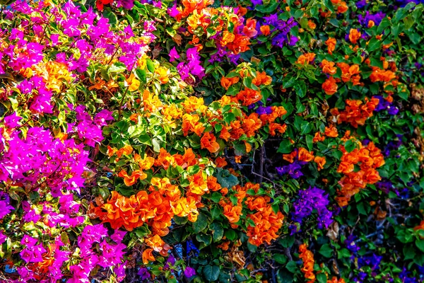 Schöne Bunte Natürliche Hintergrund Mit Bunten Bougainvillea Blumen Draußen — Stockfoto