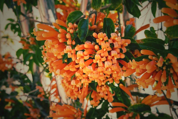 Belles Fleurs Oranges Originales Parmi Les Feuilles Vertes Dans Soleil — Photo