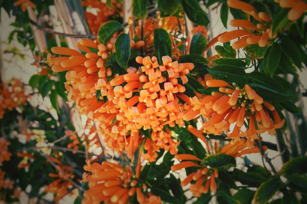 Belas Flores Laranja Originais Entre Folhas Verdes Sol Quente Tarde — Fotografia de Stock