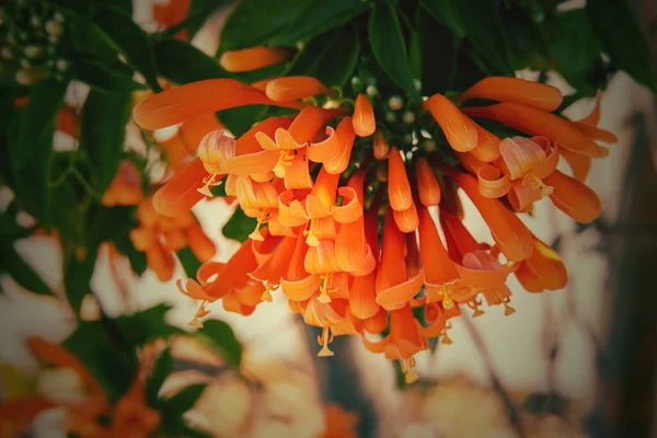 Bellissimi Fiori Arancio Originali Tra Foglie Verdi Caldo Sole Pomeridiano — Foto Stock