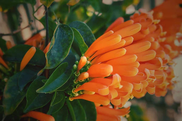 Bellissimi Fiori Arancio Originali Tra Foglie Verdi Caldo Sole Pomeridiano — Foto Stock