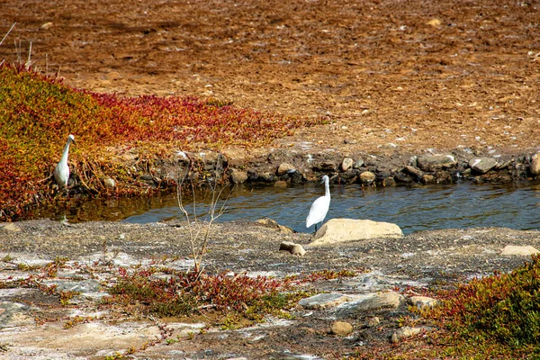 Wunderschöner Natursee Auf Der Spanischen Kanareninsel Gran Canaria Maspalomas Mit — Stockfoto