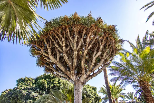 Magnifique Dracaena Dragon Original Poussant Sur Les Îles Canaries Espagnoles — Photo