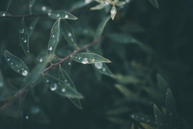Bitkinin yeşil yapraklarına yakın çekim yağmur damlaları düşer.