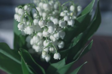 Yeşil yapraklı, vadideki güzel zambak.