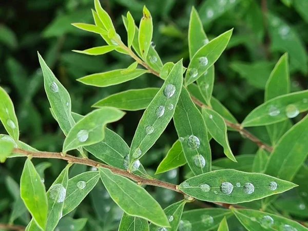 Капли Дождя Крупным Планом Зеленые Листья Растения — стоковое фото