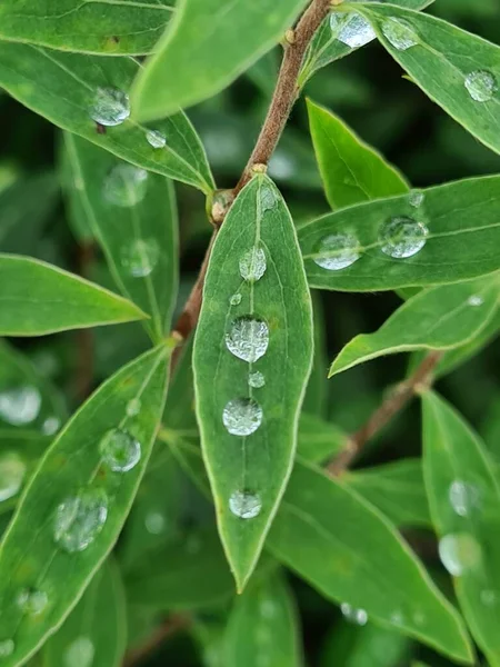 Gouttes Pluie Gros Plan Sur Les Feuilles Vertes Plante — Photo