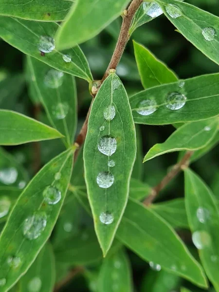 Rain Drops Close Green Leaves Plant — Stock Photo, Image