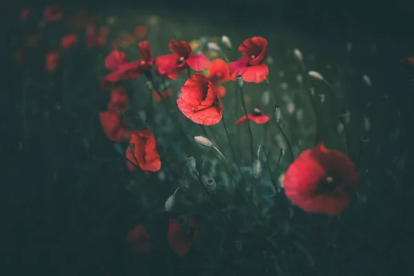 Amapolas Rojas Creciendo Entre Hierba Verde Día Verano —  Fotos de Stock