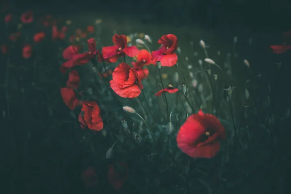 Coquelicots Rouges Poussant Parmi Herbe Verte Jour Été — Photo