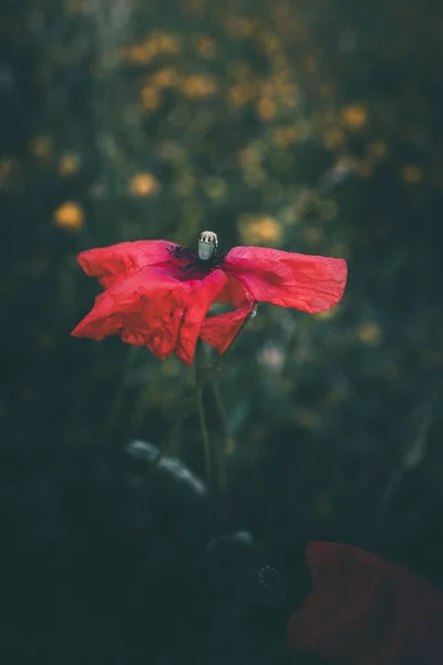 夏の日に緑の草の間で成長する赤いケシは — ストック写真