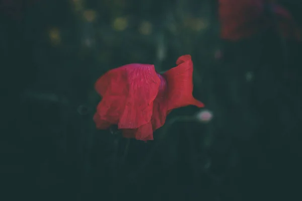 Amapolas Rojas Creciendo Entre Hierba Verde Día Verano — Foto de Stock