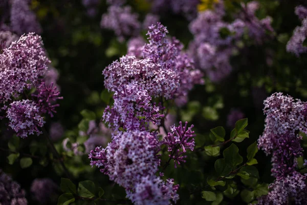 Schöner Lila Flieder Zwischen Den Grünen Blättern Strauch Frühlingsgarten — Stockfoto