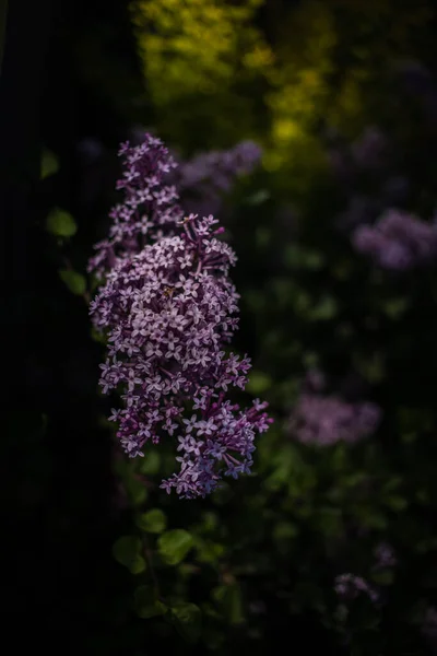 Beau Lilas Violet Parmi Les Feuilles Vertes Sur Buisson Dans — Photo