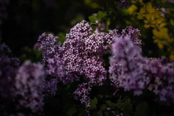 Красивый Фиолетовый Сирень Среди Зеленых Листьев Кусте Весеннем Саду — стоковое фото