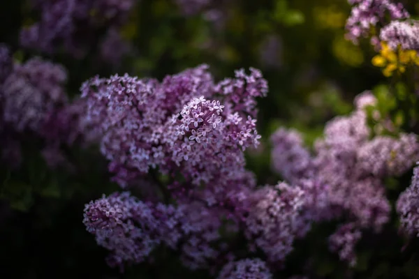 Hermosa Lila Púrpura Entre Las Hojas Verdes Arbusto Jardín Primavera —  Fotos de Stock