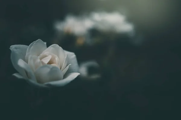 Hermosa Rosa Blanca Arbusto Jardín —  Fotos de Stock