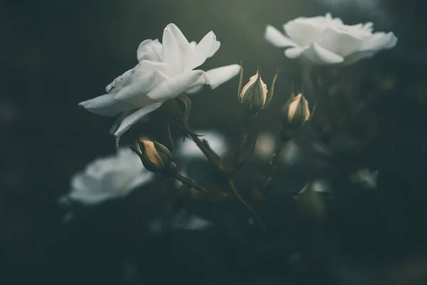 Bela Pequena Rosa Branca Arbusto Jardim — Fotografia de Stock