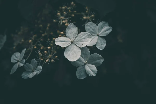 Bellissimo Piccolo Fiore Bianco Sul Cespuglio Giardino — Foto Stock