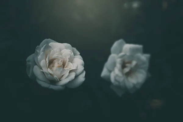 Красива Біла Троянда Кущі Саду Ліцензійні Стокові Зображення