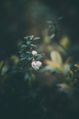 Ormanda açan küçük beyaz yaban mersini çiçekleri.