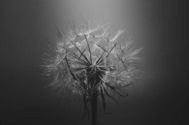 yaz karahindiba çiçeği yakın planda koyu bir arkaplanda