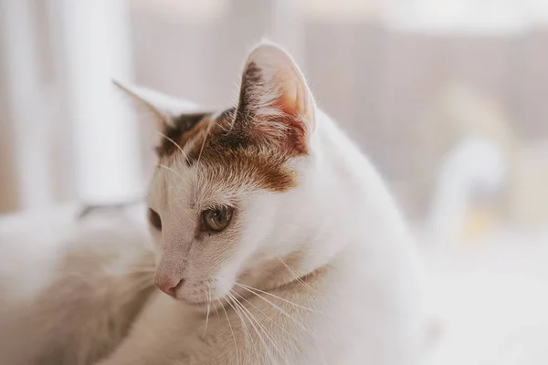 Vacker Söt Liten Vit Röd Katt Närbild Katt — Stockfoto