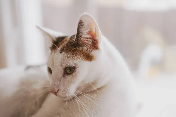 Bello Carino Piccolo Gatto Bianco Rosso Primo Piano Felino — Foto Stock