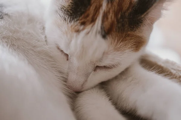 Piękny Słodkie Mało Biało Czerwony Kot Zbliżenie Koci — Zdjęcie stockowe