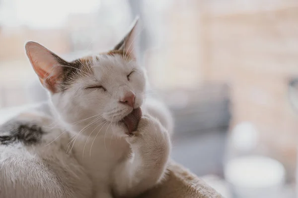 Bello Carino Piccolo Gatto Bianco Rosso Primo Piano Felino — Foto Stock