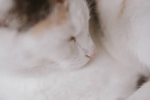 Hermoso Lindo Pequeño Blanco Rojo Durmiendo Gato Primer Plano — Foto de Stock