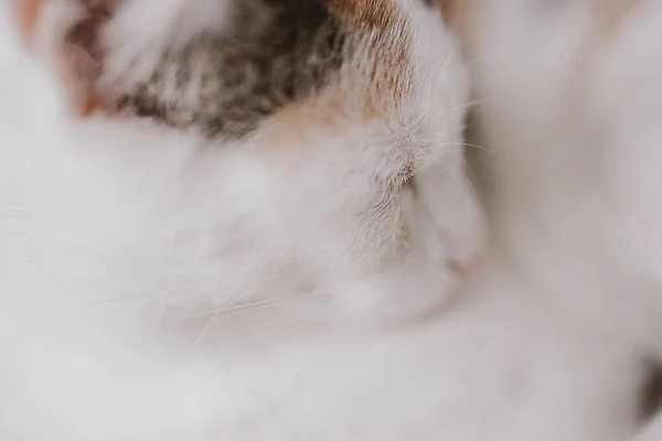Красива Мила Маленька Біло Червона Спляча Кішка Крупним Планом — стокове фото
