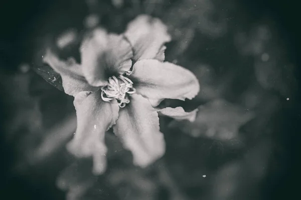 近くの庭の美しいクレマチスの花 — ストック写真