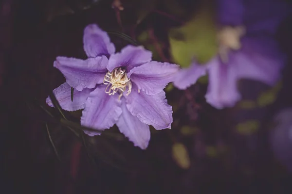 Belle Fleur Clématite Dans Jardin Gros Plan — Photo