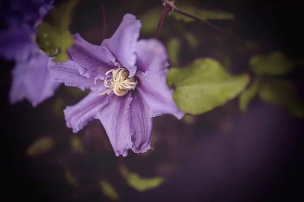 Beautiful Clematis Flower Garden Close — Stock Photo, Image