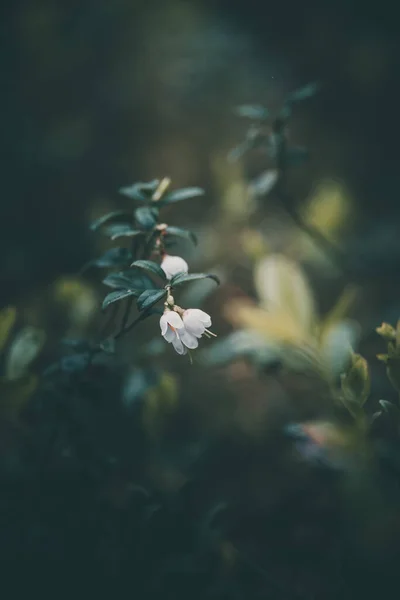 Λευκά Μικρά Λουλούδια Μύρτιλλα Ανθίζουν Στο Δάσος — Φωτογραφία Αρχείου