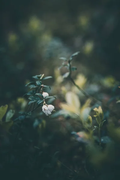 Ormanda Açan Küçük Beyaz Yaban Mersini Çiçekleri — Stok fotoğraf
