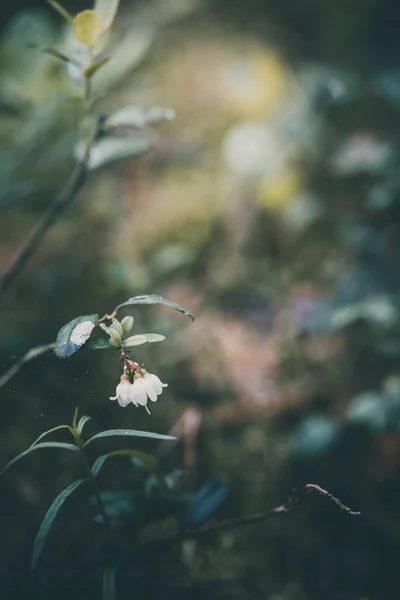 Білі Маленькі Чорничні Квіти Цвітуть Лісі — стокове фото