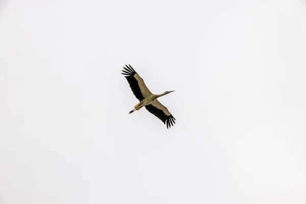 Bocian Ptak Latający Tle Jasnoszarego Zachmurzonego Nieba — Zdjęcie stockowe