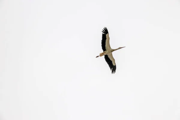 Pássaro Cegonha Voando Contra Pano Fundo Céu Nublado Cinza Brilhante — Fotografia de Stock